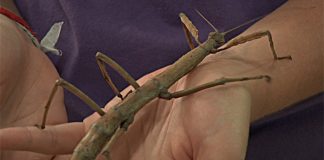 Conheça o único zoológico de insetos do Brasil