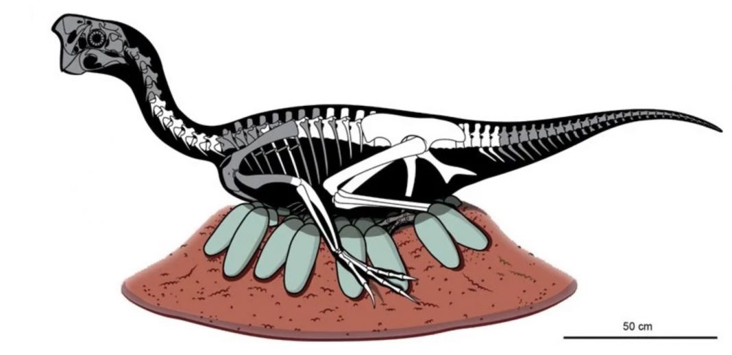 Paleontologistas descobrem fóssil de um ninho de ovirraptor com 24 ovos e embriões dentro