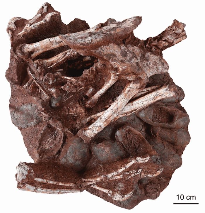 pensarcontemporaneo.com - Paleontologistas descobrem fóssil de um ninho de ovirraptor com 24 ovos e embriões dentro