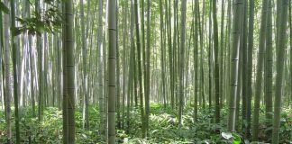 Por que o bambu é considerado a matéria-prima do futuro