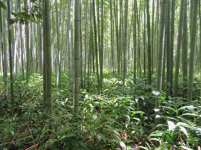 Por que o bambu é considerado a matéria-prima do futuro