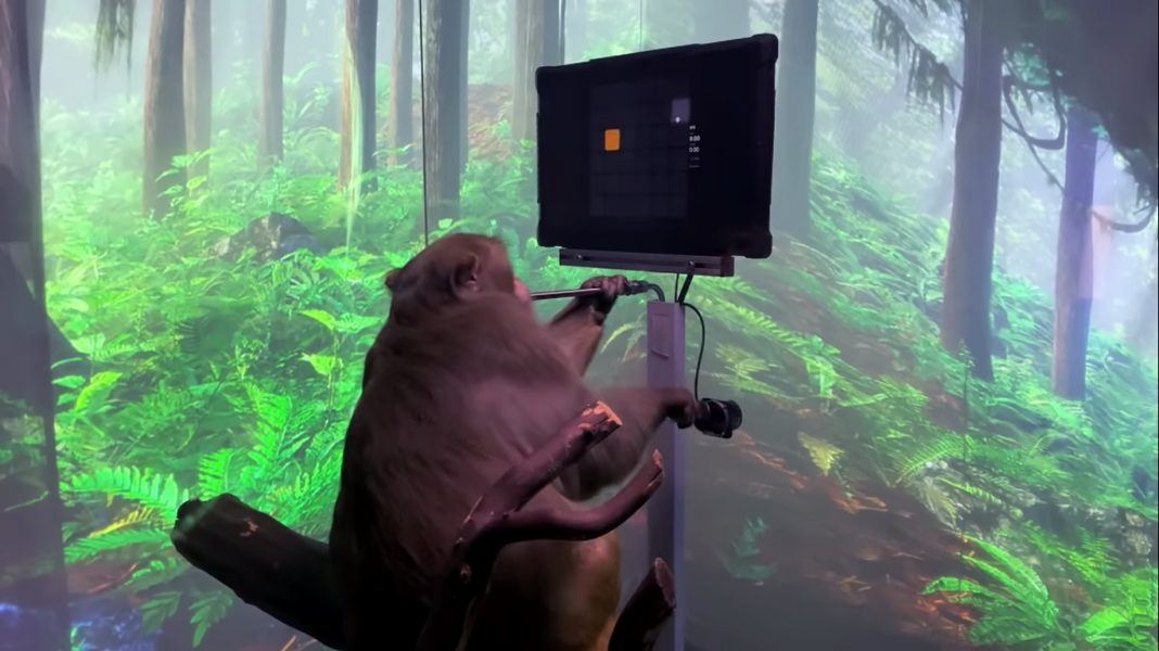 Empresa de Elon Musk divulga vídeo de macaco jogando videogame com a mente