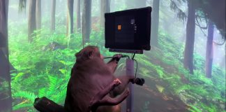 Empresa de Elon Musk divulga vídeo de macaco jogando videogame com a mente