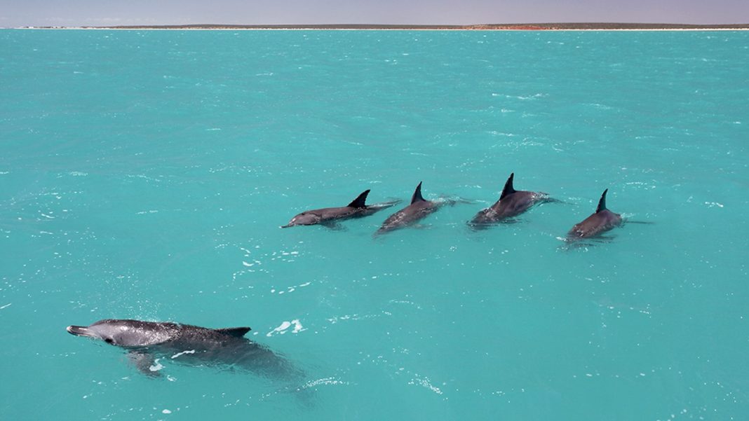 Os golfinhos aprendem os ‘nomes’ de seus amigos para formar equipes