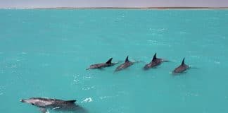 Os golfinhos aprendem os ‘nomes’ de seus amigos para formar equipes