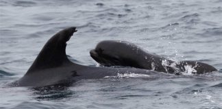 O tamanho não importa para uma mãe golfinho que adota um filhote de baleia