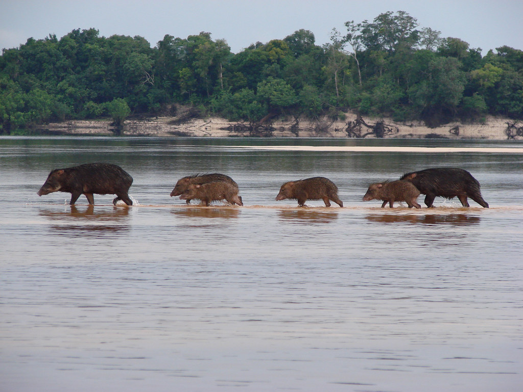 pensarcontemporaneo.com - Quanto custará para salvar a natureza - e quem vai pagar?