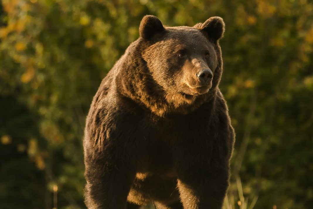 Príncipe é acusado de matar o ‘maior urso vivo da Europa’