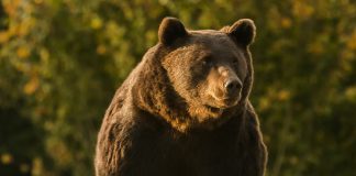 Príncipe é acusado de matar o ‘maior urso vivo da Europa’