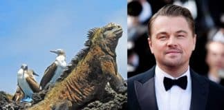 Leonardo DiCaprio e conservacionistas lançam projeto de reflorestamento em Galápagos