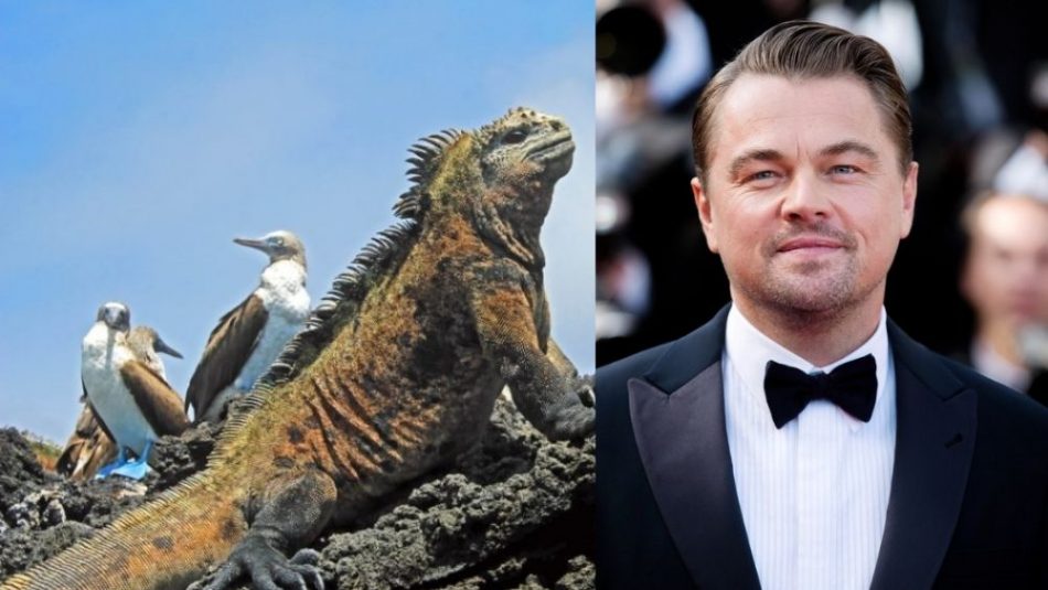 Leonardo DiCaprio e conservacionistas lançam projeto de reflorestamento em Galápagos