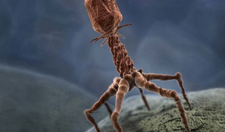 Alguns vírus têm um genoma completamente diferente do resto da vida na Terra