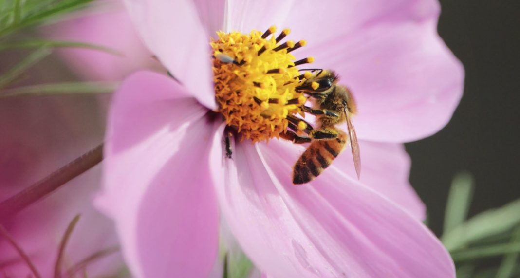 As flores podem ‘ouvir’ o zumbido das abelhas – e isso torna seu néctar mais doce