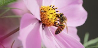 As flores podem ‘ouvir’ o zumbido das abelhas – e isso torna seu néctar mais doce