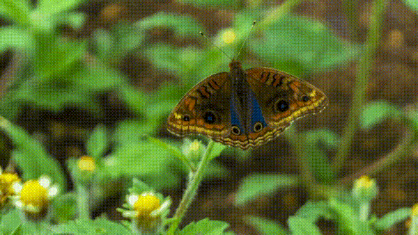pensarcontemporaneo.com - Conheça a borboleta que lembra a imagem de Nossa Senhora