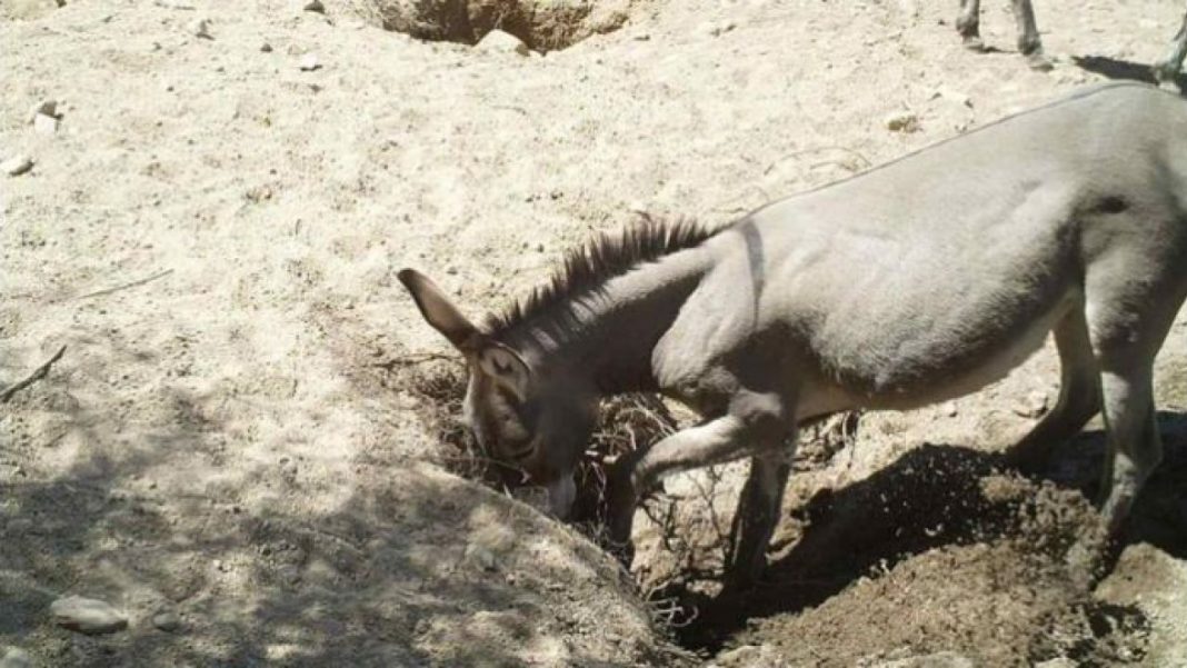 Pesquisadores descobriram que burros e cavalos selvagens escavam buracos de irrigação no deserto vitais para todo o ecossistema