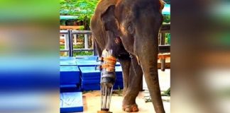 O drama de elefantes inocentes que perderam as patas devido a guerras entre humanos