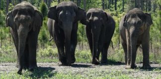 35 elefantes de circo são soltos em um santuário da Flórida para se aposentar entre florestas, pastagens e 11 poços d’água