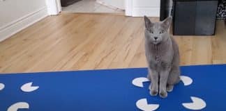 Os gatos levam ‘se eu me encaixo, me sento’ a sério, mesmo que o espaço seja apenas uma ilusão