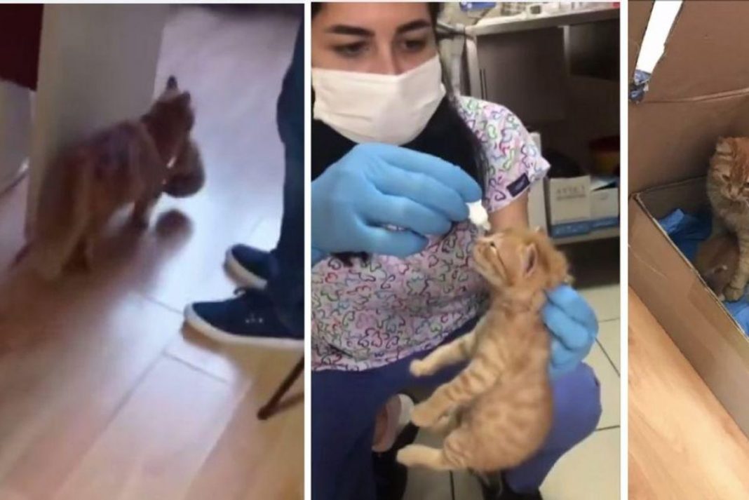 Mamãe gata carrega seu filhote doente para o hospital para tratar de uma infecção no olho