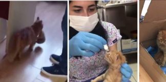 Mamãe gata carrega seu filhote doente para o hospital para tratar de uma infecção no olho