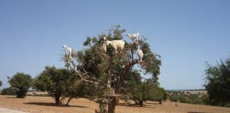 Técnicas agrícolas tradicionais podem ajudar a acabar com a fome global, diz a ONU