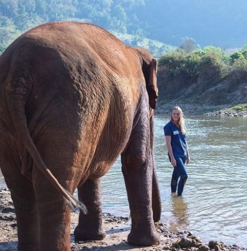 pensarcontemporaneo.com - O drama de elefantes inocentes que perderam as patas devido a guerras entre humanos