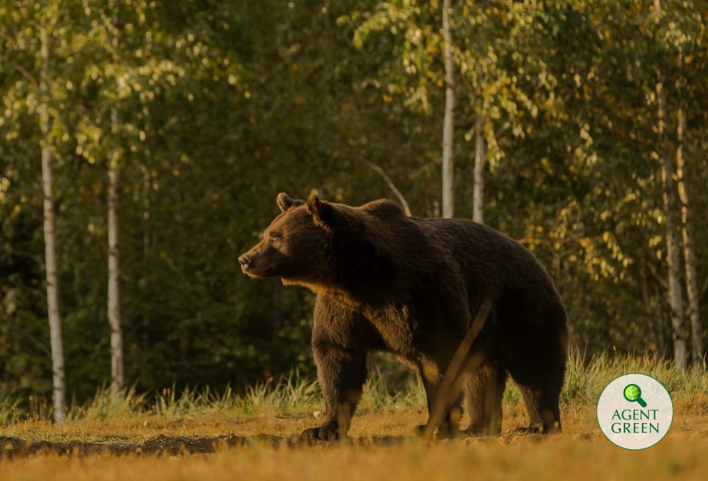 pensarcontemporaneo.com - Príncipe é acusado de matar o 'maior urso vivo da Europa'