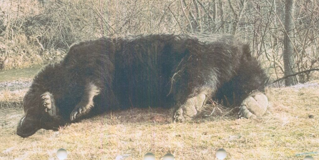 pensarcontemporaneo.com - Príncipe é acusado de matar o 'maior urso vivo da Europa'