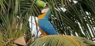 Mulher filma arara bebendo água de coco no quintal em Cuiabá (MT); vídeo viraliza nas redes sociais