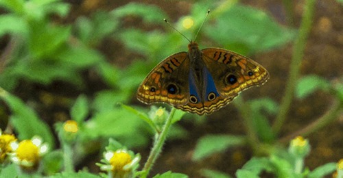 Conheça a borboleta que lembra a imagem de Nossa Senhora