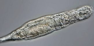 Essas minúsculas criaturas foram revividas após 24.000 anos congeladas