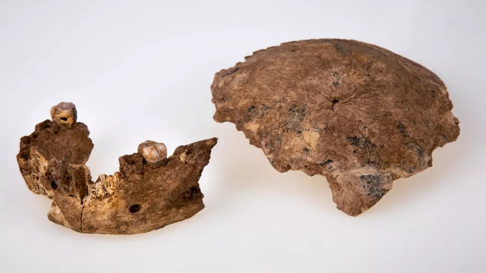 pensarcontemporaneo.com - Ancestral humano desconhecido descoberto em Israel. Ele tinha dentes grandes, mas não tinha queixo.