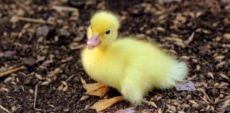 O abandono massivo de patos após se tornar o animal de estimação da moda no TikTok