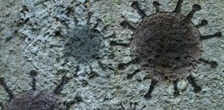 Uma epidemia de coronavírus atingiu a humanidade vinte mil anos atrás, revela um estudo de DNA