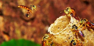 Curso online gratuito ensina a criar abelhas sem ferrão em casa e até em apartamento