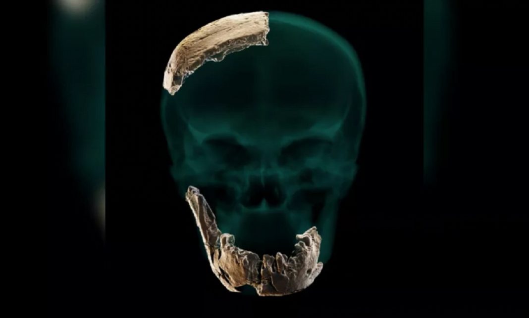 Ancestral humano desconhecido descoberto em Israel. Ele tinha dentes grandes, mas não tinha queixo.