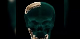 Ancestral humano desconhecido descoberto em Israel. Ele tinha dentes grandes, mas não tinha queixo.