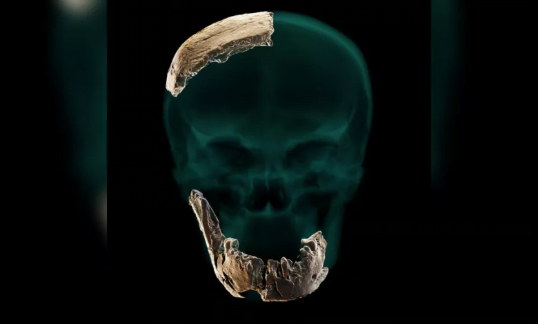 pensarcontemporaneo.com - Ancestral humano desconhecido descoberto em Israel. Ele tinha dentes grandes, mas não tinha queixo.