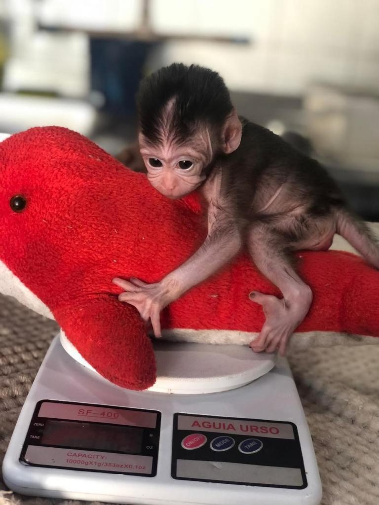 pensarcontemporaneo.com - Após ser rejeitado por irmãos, filhote de macaco passa o dia com bichos de pelúcia