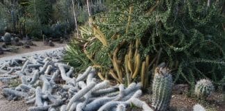 Diabo rastejante: a espécie rara de cactos que podem se mover pelo deserto