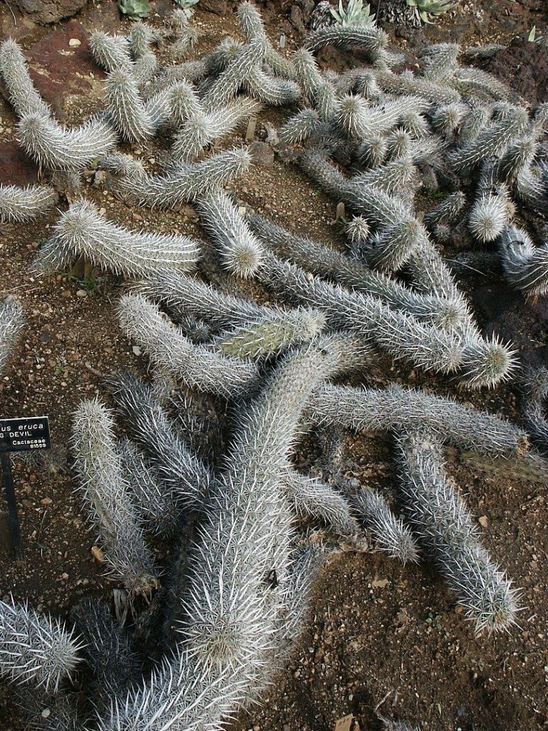 pensarcontemporaneo.com - Diabo rastejante: a espécie rara de cactos que podem se mover pelo deserto