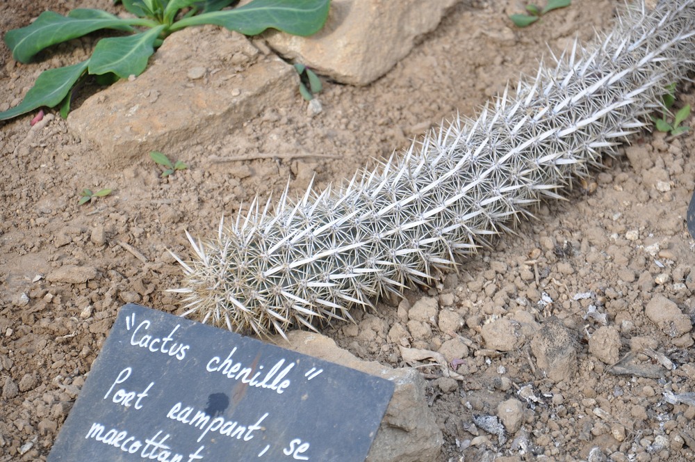 pensarcontemporaneo.com - Diabo rastejante: a espécie rara de cactos que podem se mover pelo deserto