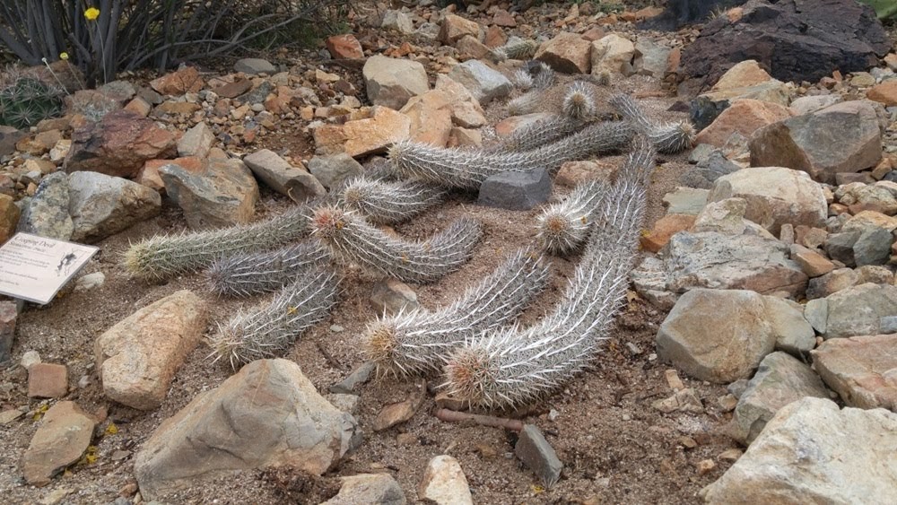 pensarcontemporaneo.com - Diabo rastejante: a espécie rara de cactos que podem se mover pelo deserto