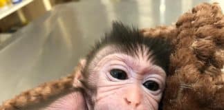 Após ser rejeitado por irmãos, filhote de macaco passa o dia com bichos de pelúcia