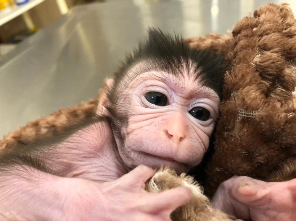 Após ser rejeitado por irmãos, filhote de macaco passa o dia com bichos de pelúcia