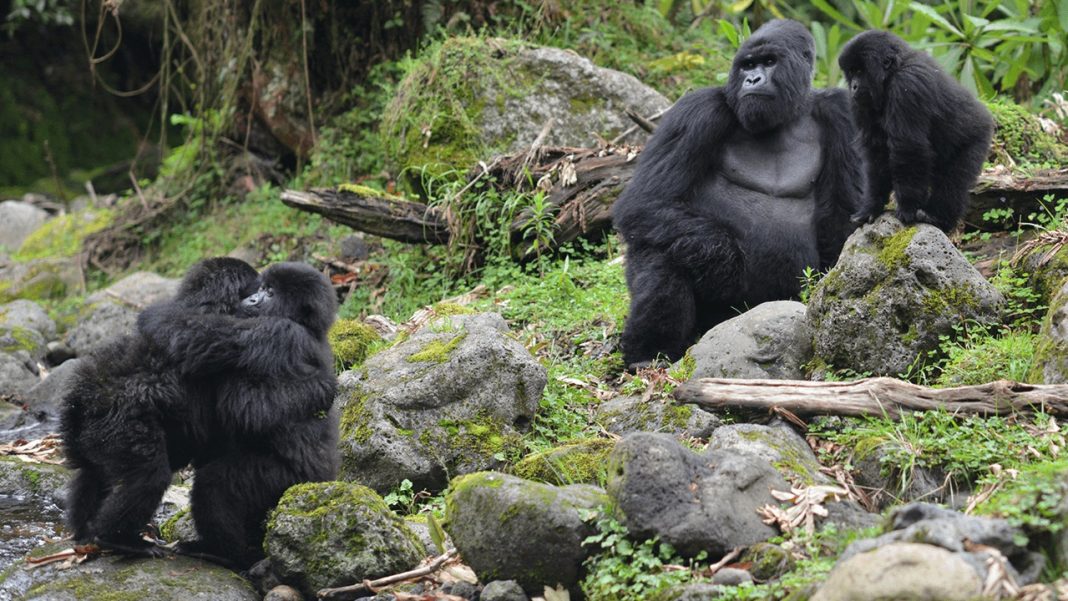 Gorilas selvagens costumam adotar jovens macacos órfãos