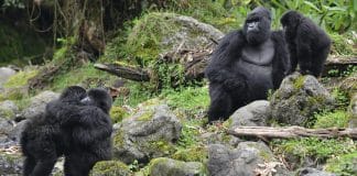 Gorilas selvagens costumam adotar jovens macacos órfãos