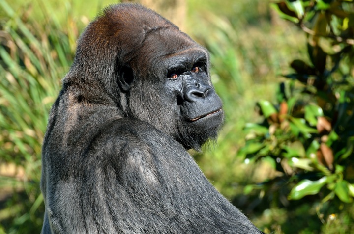 Macacos africanos podem perder 90% de seu habitat até 2050, de acordo com um novo relatório