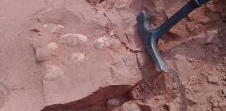 Ninhada com ovos da ‘Era dos Dinossauros’ é encontrada no interior de SP